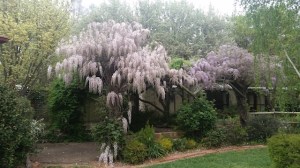 Wisteria (small)
